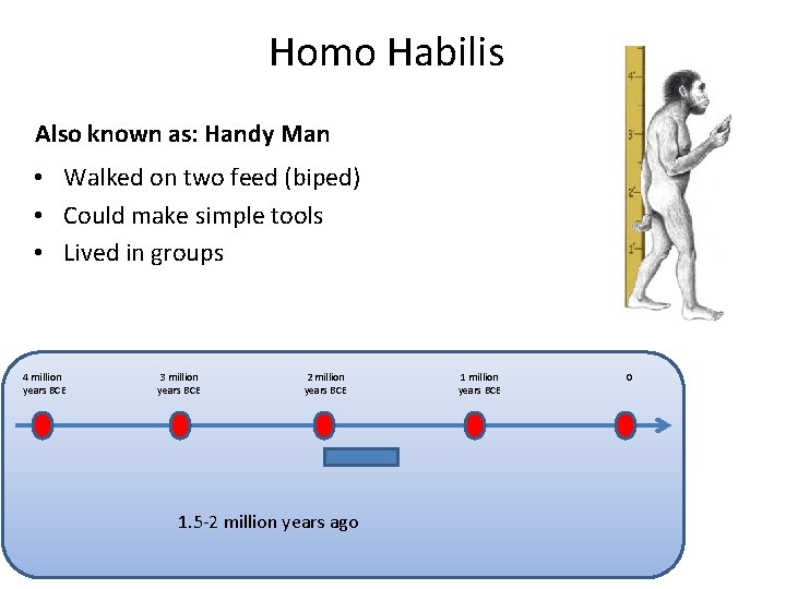 Homo Habilis Also known as: Handy Man • Walked on two feed (biped) •