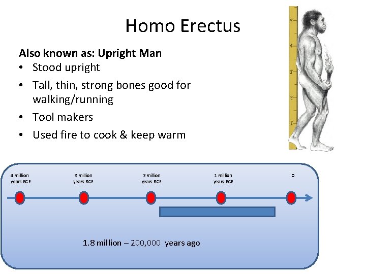 Homo Erectus Also known as: Upright Man • Stood upright • Tall, thin, strong