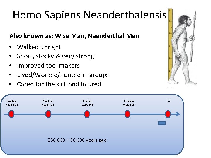 Homo Sapiens Neanderthalensis Also known as: Wise Man, Neanderthal Man • • • Walked
