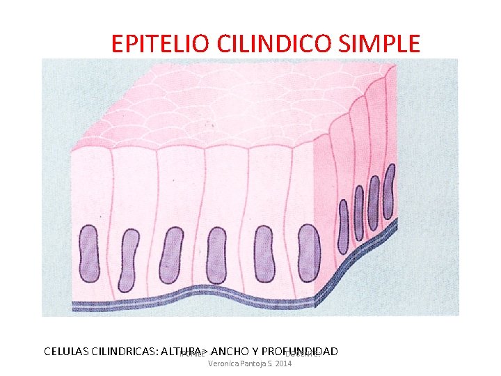 EPITELIO CILINDICO SIMPLE CELULAS CILINDRICAS: ALTURA> IPCHILE -ANCHO Y PROFUNDIDAD DOCENTE: Veronica Pantoja S.