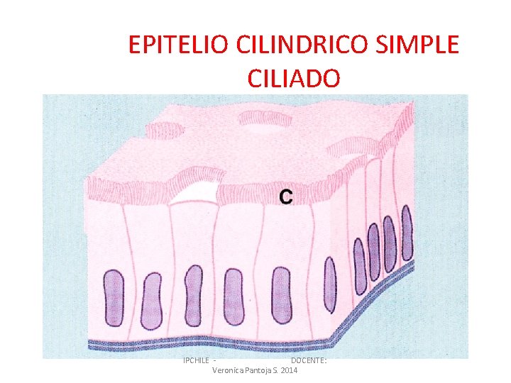 EPITELIO CILINDRICO SIMPLE CILIADO IPCHILE DOCENTE: Veronica Pantoja S. 2014 