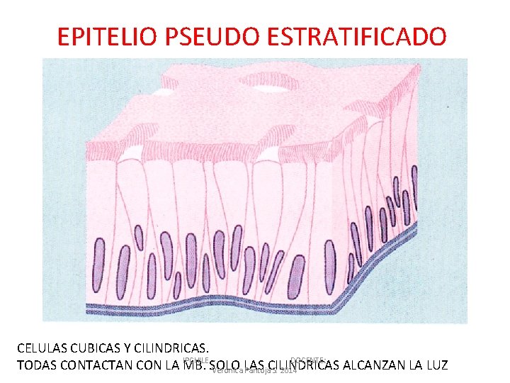 EPITELIO PSEUDO ESTRATIFICADO CELULAS CUBICAS Y CILINDRICAS. IPCHILE DOCENTE: TODAS CONTACTAN CON LA MB.