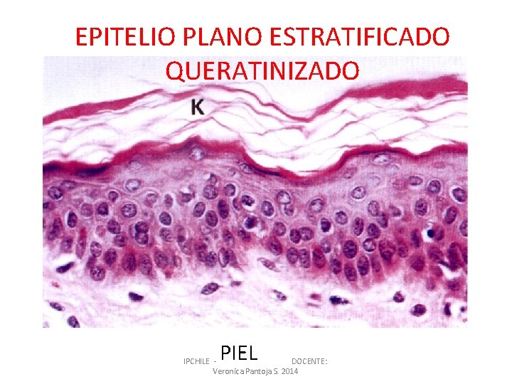 EPITELIO PLANO ESTRATIFICADO QUERATINIZADO PIEL IPCHILE DOCENTE: Veronica Pantoja S. 2014 