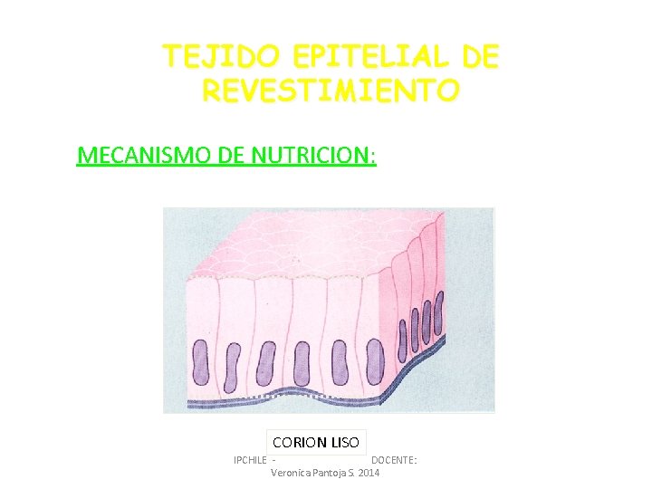 TEJIDO EPITELIAL DE REVESTIMIENTO MECANISMO DE NUTRICION: CORION LISO IPCHILE DOCENTE: Veronica Pantoja S.