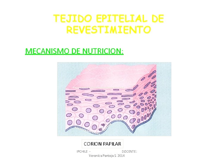 TEJIDO EPITELIAL DE REVESTIMIENTO MECANISMO DE NUTRICION: CORION PAPILAR IPCHILE DOCENTE: Veronica Pantoja S.