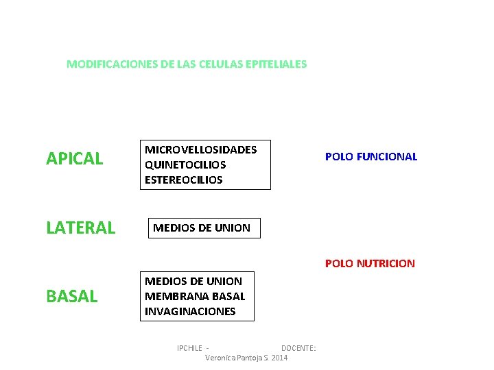 MODIFICACIONES DE LAS CELULAS EPITELIALES APICAL LATERAL MICROVELLOSIDADES QUINETOCILIOS ESTEREOCILIOS POLO FUNCIONAL MEDIOS DE