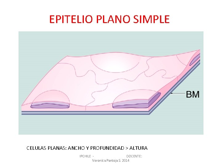 EPITELIO PLANO SIMPLE CELULAS PLANAS: ANCHO Y PROFUNDIDAD > ALTURA IPCHILE DOCENTE: Veronica Pantoja