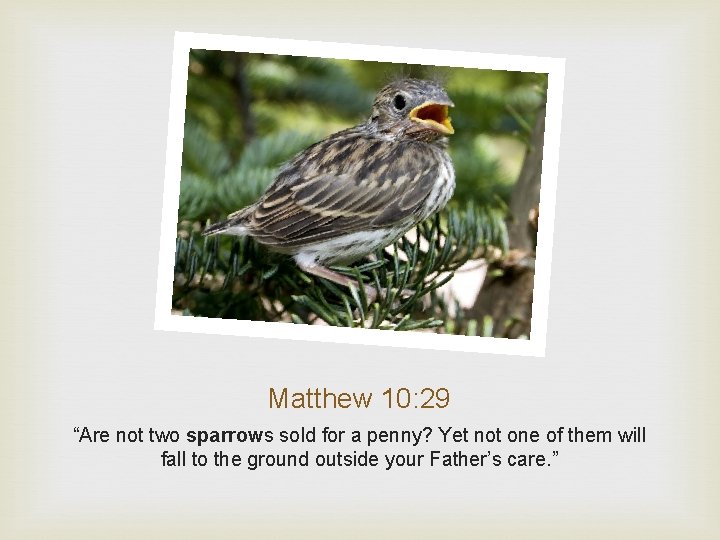 Matthew 10: 29 “Are not two sparrows sold for a penny? Yet not one