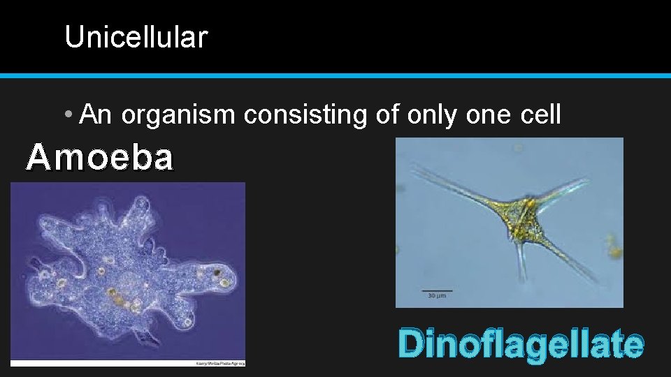 Unicellular • An organism consisting of only one cell Amoeba Dinoflagellate 