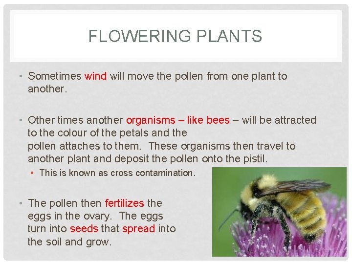 FLOWERING PLANTS • Sometimes wind will move the pollen from one plant to another.