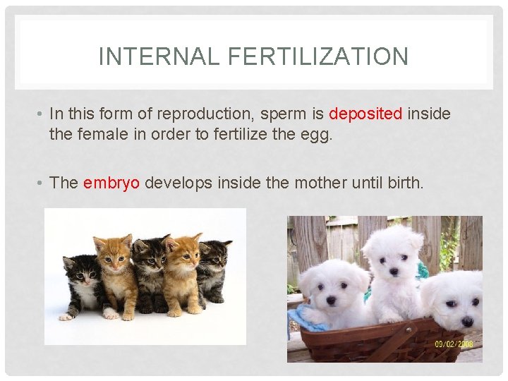 INTERNAL FERTILIZATION • In this form of reproduction, sperm is deposited inside the female