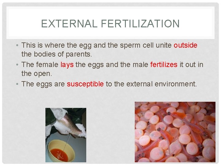 EXTERNAL FERTILIZATION • This is where the egg and the sperm cell unite outside