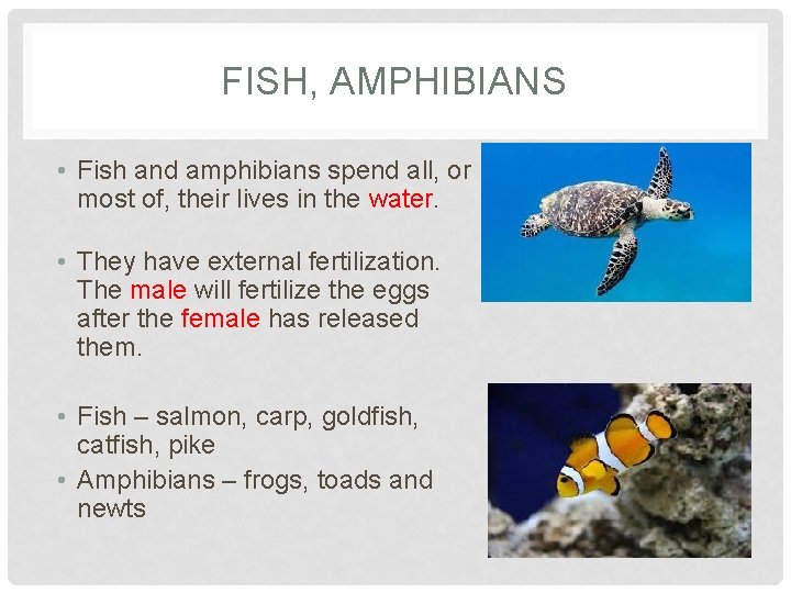 FISH, AMPHIBIANS • Fish and amphibians spend all, or most of, their lives in