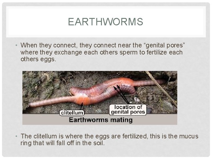 EARTHWORMS • When they connect, they connect near the “genital pores” where they exchange