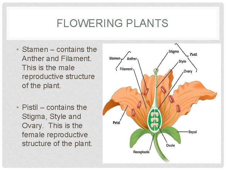 FLOWERING PLANTS • Stamen – contains the Anther and Filament. This is the male