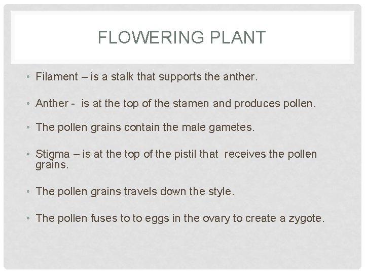 FLOWERING PLANT • Filament – is a stalk that supports the anther. • Anther