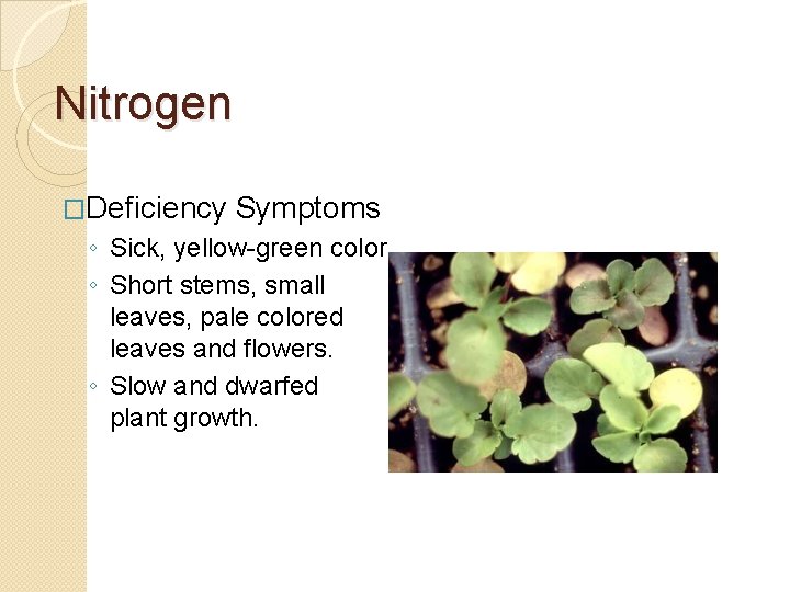 Nitrogen �Deficiency Symptoms ◦ Sick, yellow-green color. ◦ Short stems, small leaves, pale colored