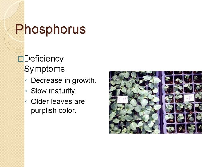 Phosphorus �Deficiency Symptoms ◦ Decrease in growth. ◦ Slow maturity. ◦ Older leaves are