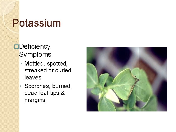 Potassium �Deficiency Symptoms ◦ Mottled, spotted, streaked or curled leaves. ◦ Scorches, burned, dead