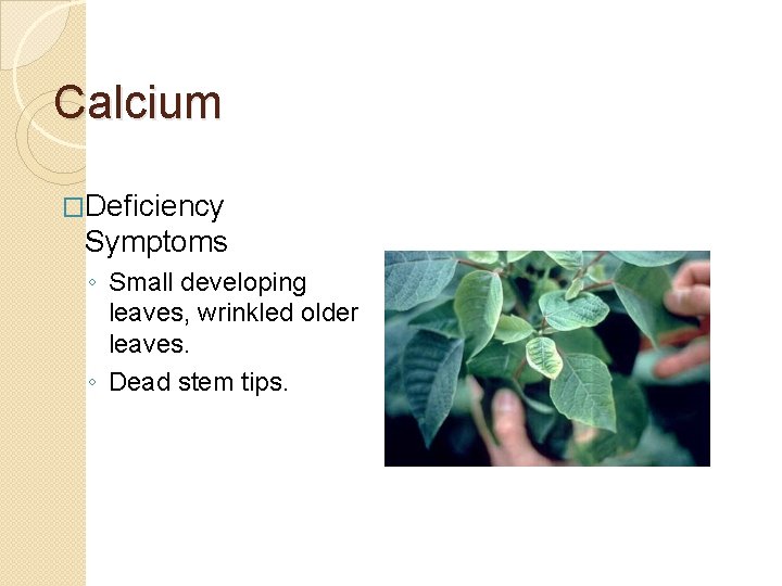 Calcium �Deficiency Symptoms ◦ Small developing leaves, wrinkled older leaves. ◦ Dead stem tips.