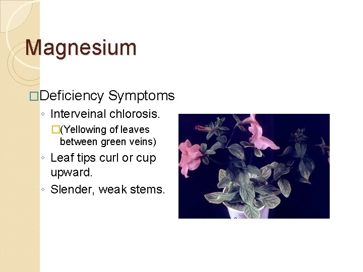 Magnesium �Deficiency Symptoms ◦ Interveinal chlorosis. �(Yellowing of leaves between green veins) ◦ Leaf