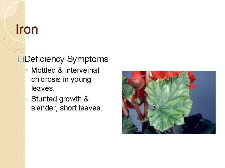 Iron �Deficiency Symptoms ◦ Mottled & interveinal chlorosis in young leaves. ◦ Stunted growth
