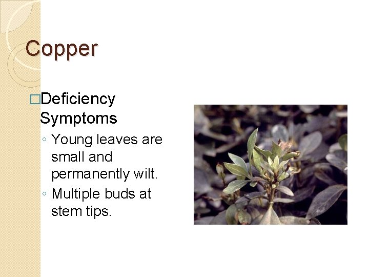 Copper �Deficiency Symptoms ◦ Young leaves are small and permanently wilt. ◦ Multiple buds