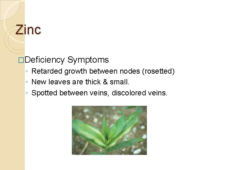 Zinc �Deficiency Symptoms ◦ Retarded growth between nodes (rosetted) ◦ New leaves are thick