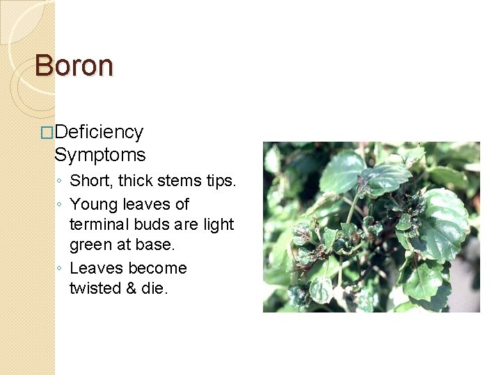 Boron �Deficiency Symptoms ◦ Short, thick stems tips. ◦ Young leaves of terminal buds