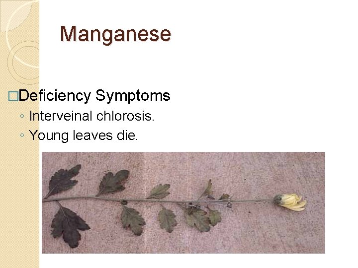 Manganese �Deficiency Symptoms ◦ Interveinal chlorosis. ◦ Young leaves die. 