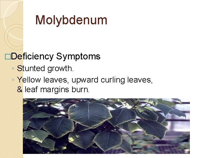 Molybdenum �Deficiency Symptoms ◦ Stunted growth. ◦ Yellow leaves, upward curling leaves, & leaf