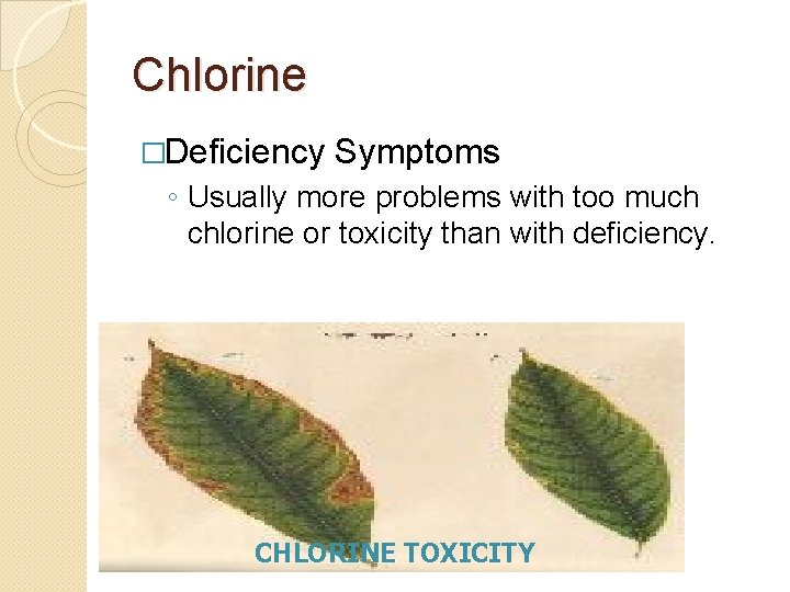 Chlorine �Deficiency Symptoms ◦ Usually more problems with too much chlorine or toxicity than