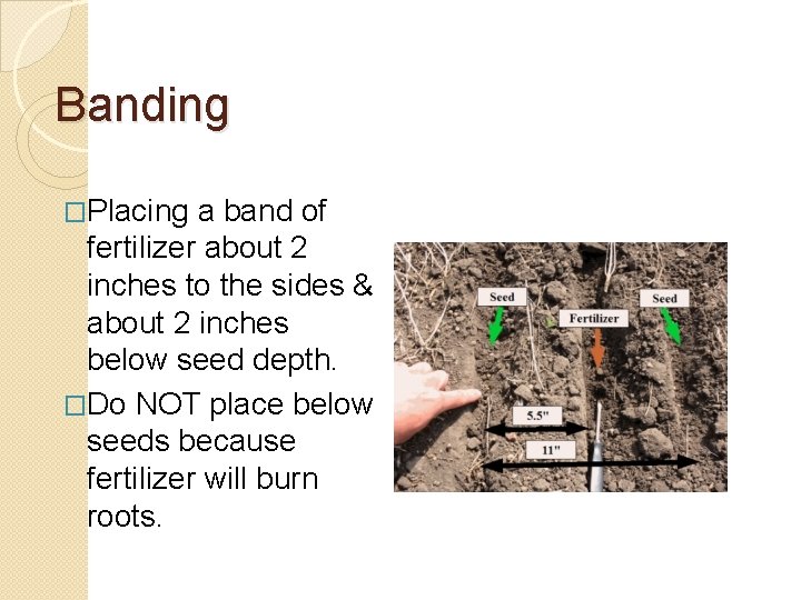 Banding �Placing a band of fertilizer about 2 inches to the sides & about