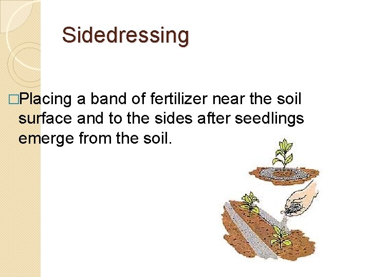 Sidedressing �Placing a band of fertilizer near the soil surface and to the sides