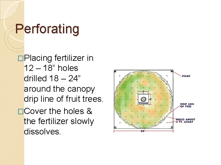 Perforating �Placing fertilizer in 12 – 18” holes drilled 18 – 24” around the