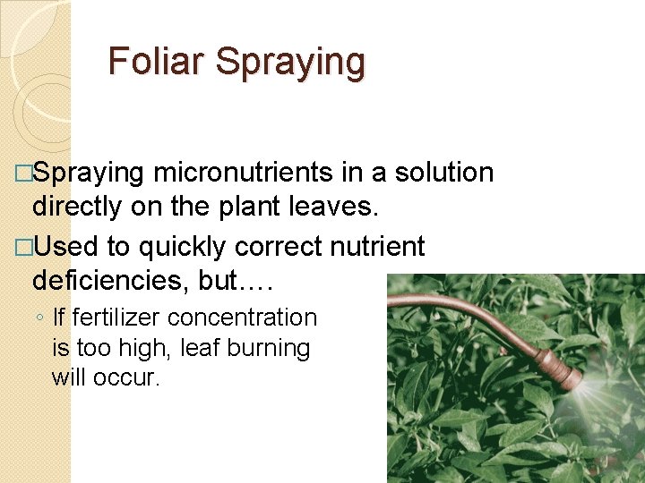 Foliar Spraying �Spraying micronutrients in a solution directly on the plant leaves. �Used to