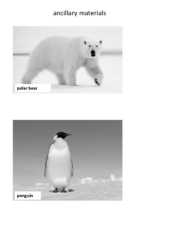 ancillary materials polar bear penguin 