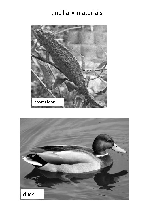 ancillary materials chameleon duck 