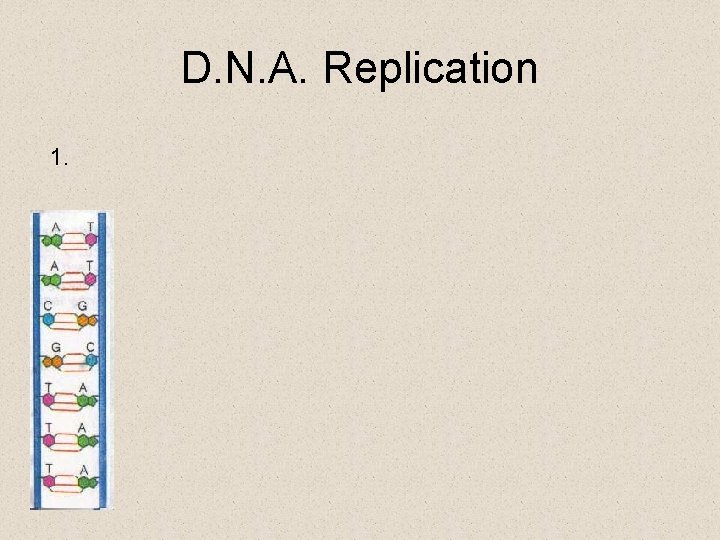 D. N. A. Replication 1. 