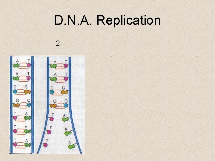 D. N. A. Replication 2. 