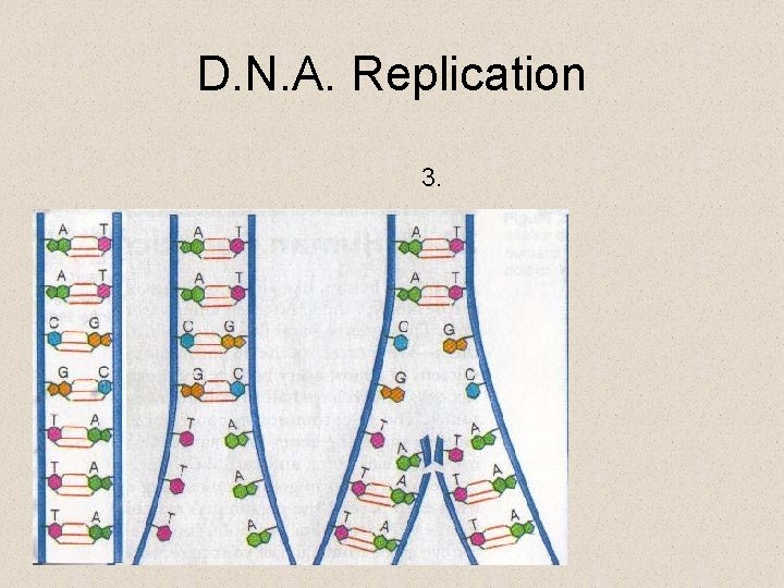 D. N. A. Replication 3. 