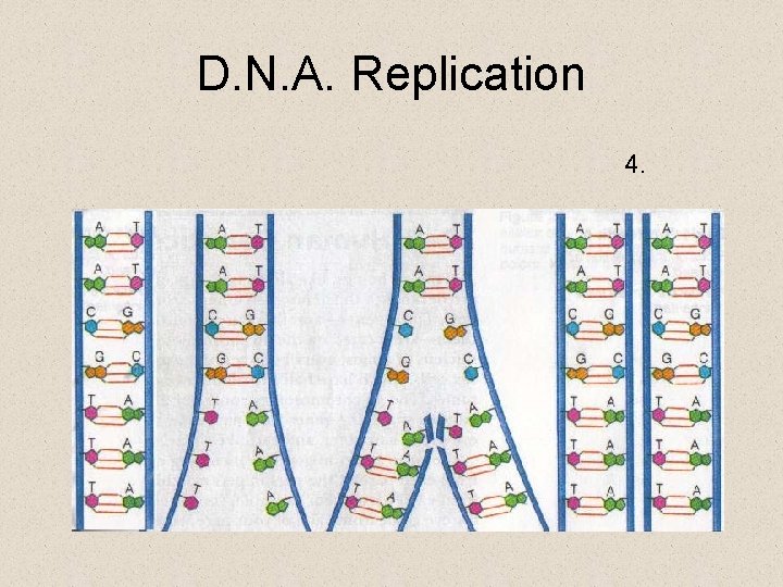 D. N. A. Replication 4. 