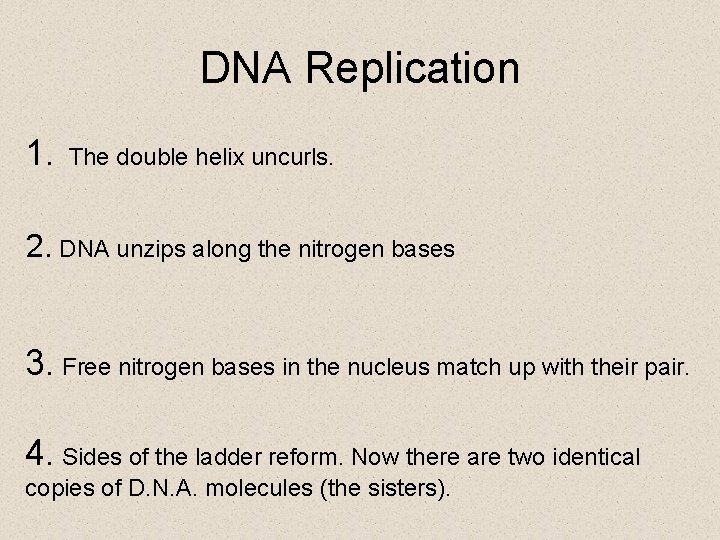 DNA Replication 1. The double helix uncurls. 2. DNA unzips along the nitrogen bases
