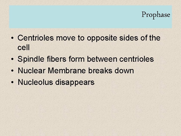 Prophase • Centrioles move to opposite sides of the cell • Spindle fibers form
