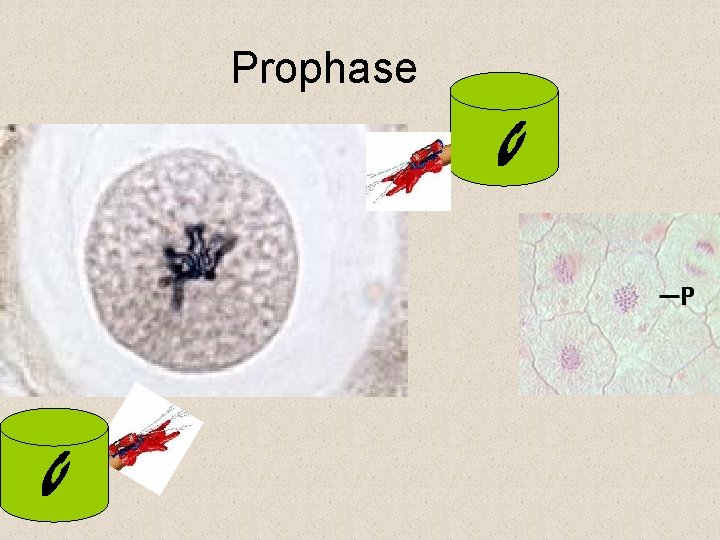 Prophase 