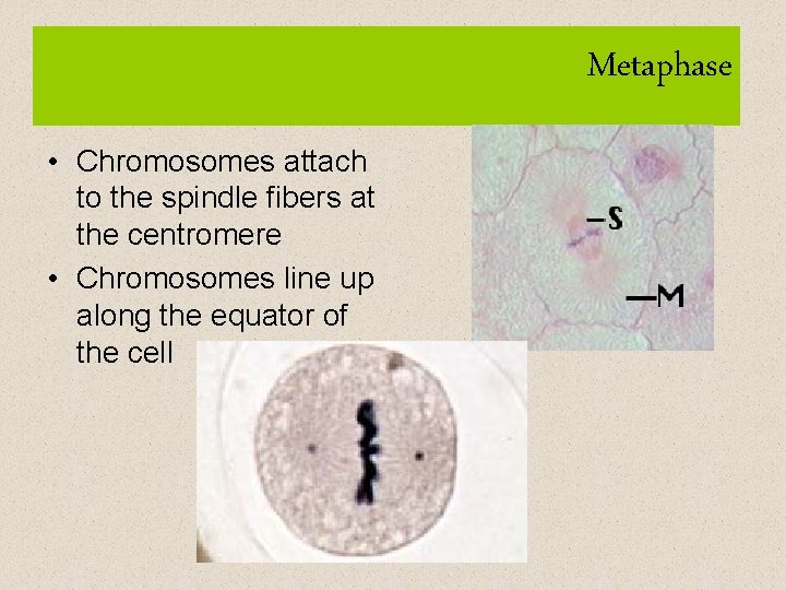 Metaphase • Chromosomes attach to the spindle fibers at the centromere • Chromosomes line