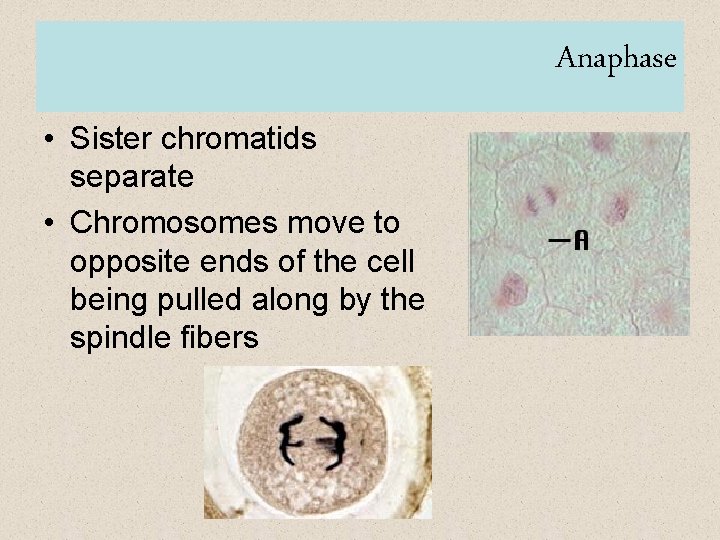 Anaphase • Sister chromatids separate • Chromosomes move to opposite ends of the cell
