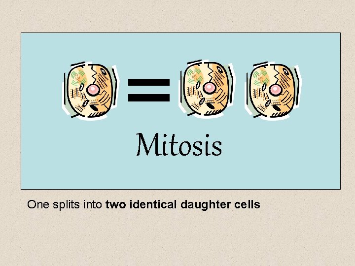 Mitosis One splits into two identical daughter cells 