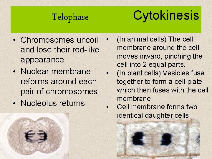 Telophase Cytokinesis • Chromosomes uncoil • (In animal cells) The cell membrane around the