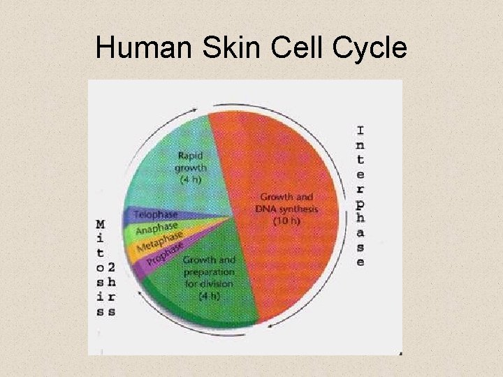 Human Skin Cell Cycle 